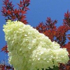 Syrenhortensia Phantom 80-100 cm. - Bundt med 25 stk. barrodsplanter - Hydrangea paniculata Phantom