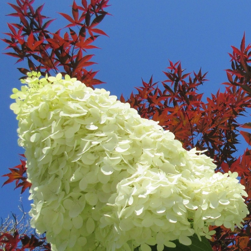 Syrenhortensia Phantom 80-100 cm. - Bundt med 25 stk. barrodsplanter - Hydrangea paniculata Phantom