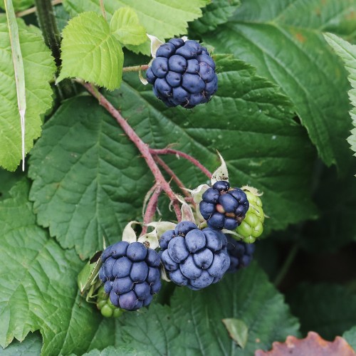 Korbær - Bundt med 25 stk. barrodsplanter - Rubus caesius