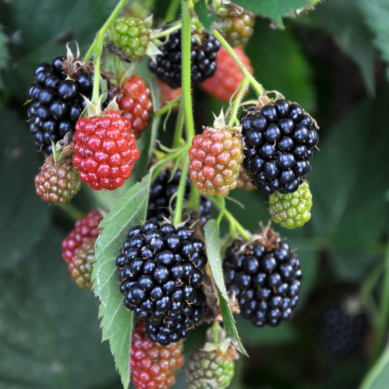 Brombærbuske Tornfri Chester Thornless - Bundt med 25 stk. barrodsplanter - Rubus fruticosus Chester Thornless