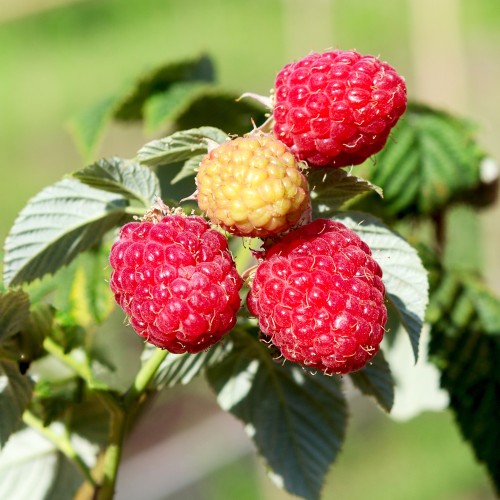 Hindbærbuske Héritage - Efterårshindbær - Bundt med 25 stk. barrodsplanter - Rubus idaeus Héritage