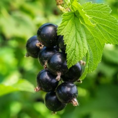 Solbærbuske Ben Tirran 40-60 cm. - Bundt med 25 Stk. Barrodsplanter - Ribes nigrum Ben Tirran