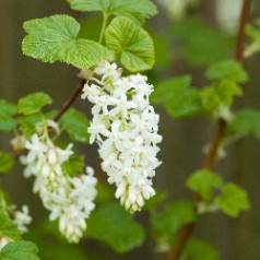 Hvid Blodribs - Ribes...