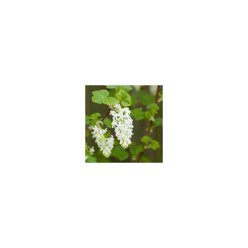 Hvid Blodribs - Ribes sanguineum Oregon Snowflake