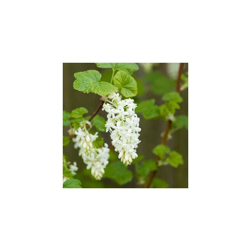 Hvid Blodribs - Ribes sanguineum Oregon Snowflake