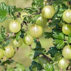 Stikkelsbærbuske Mucurines 40-60 Cm. - Bundt Med 25 Stk. Barrodsplanter - Ribes uva-crispa Mucurines