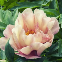 Træpæon Canary Brilliants - Paeonia Itoh Canary Brilliants