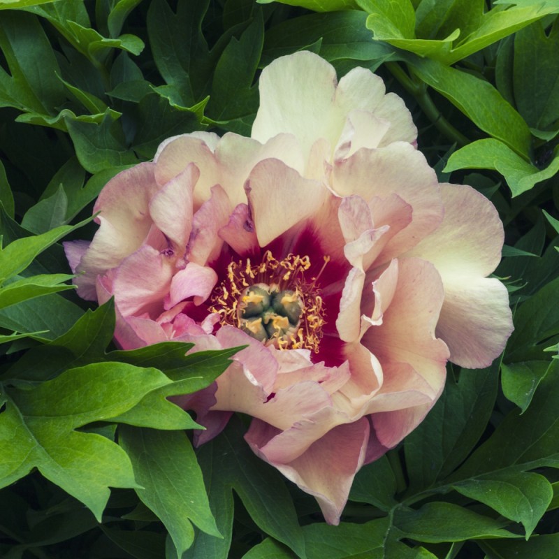 Træpæon Pastel Splendor - Paeonia Itoh Pastel Splendor
