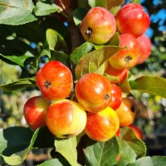 Paradisæble Red Sentinel - Stammeomkreds 10-12 cm.  - Malus hybrid Red Sentinel