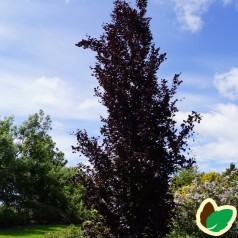 Fagus sylvatica Dawyck Purple - Rødbladet Søjlebøg / 125-150 cm.