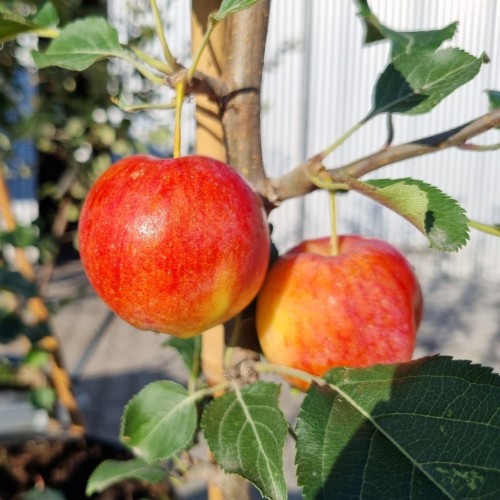 Paradisæble Hyslop - Stammeomkreds 16-18 cm. m. Klump - Malus hybrid Hyslop
