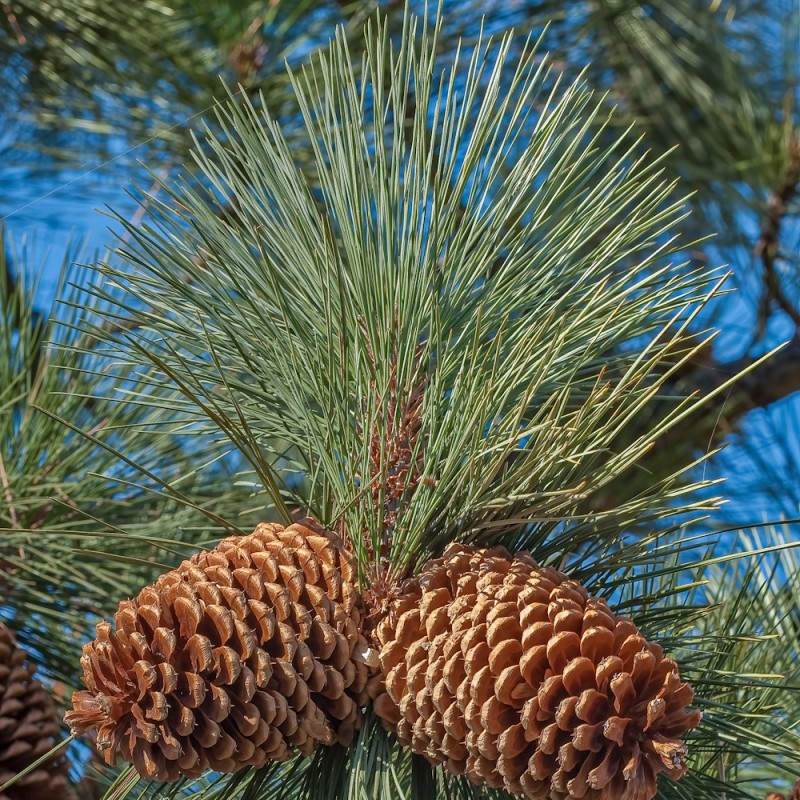 Gul Fyr (Ponderosafyr) 60-80 cm. - Pinus ponderosa