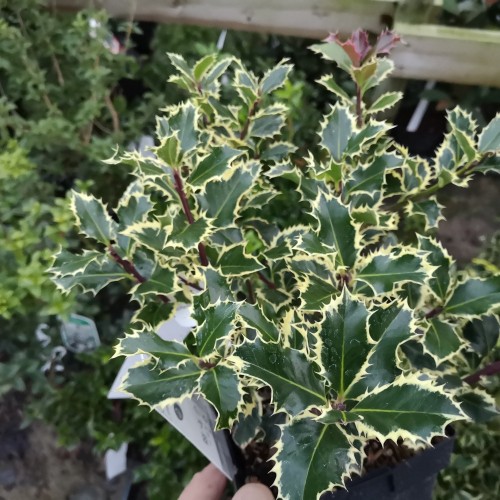 Ilex aquifolium Argentea Marginata - Hvidrandet Kristtorn