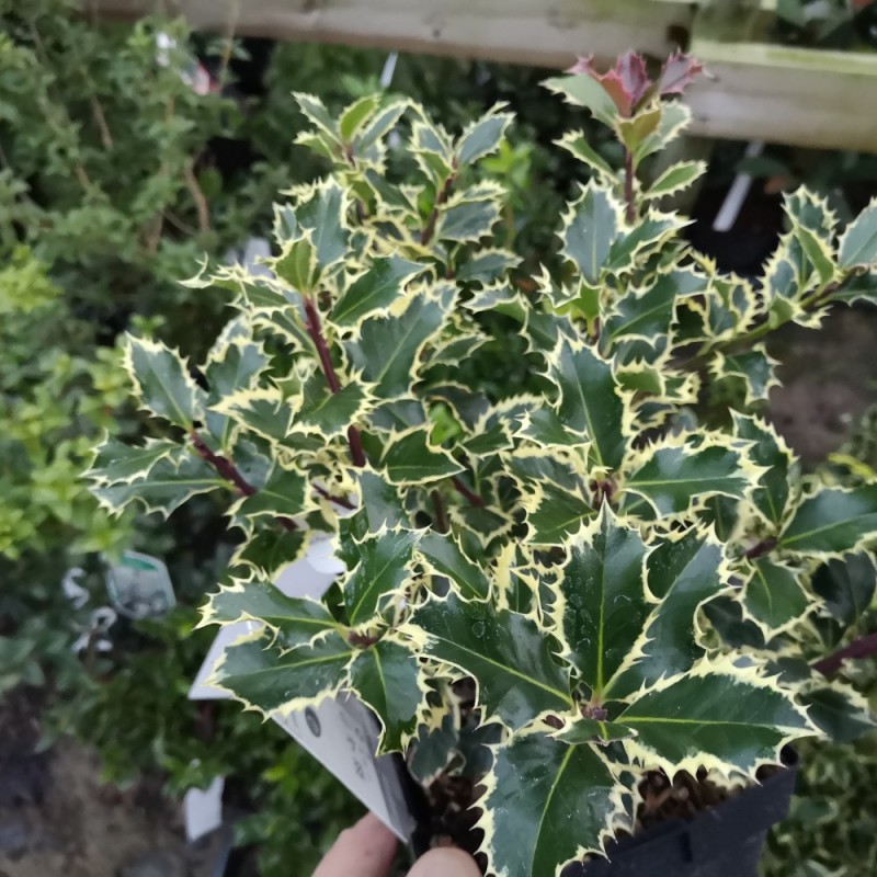 Ilex aquifolium Argentea Marginata - Hvidrandet Kristtorn