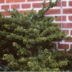 Ilex crenata Convexa - Småbladet Kristtorn - Potte