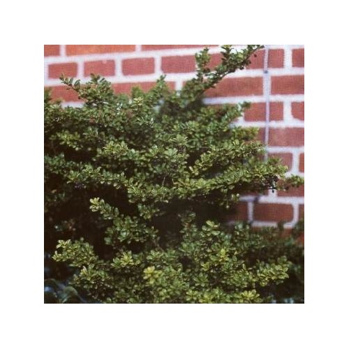 Ilex crenata Convexa - Småbladet Kristtorn - Potte