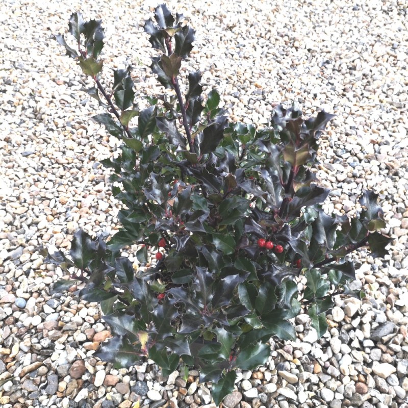 Ilex meserveae Blue Angel - Kristtorn 25-35 cm.