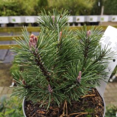 Pinus mugo Mops - Dværgfyr