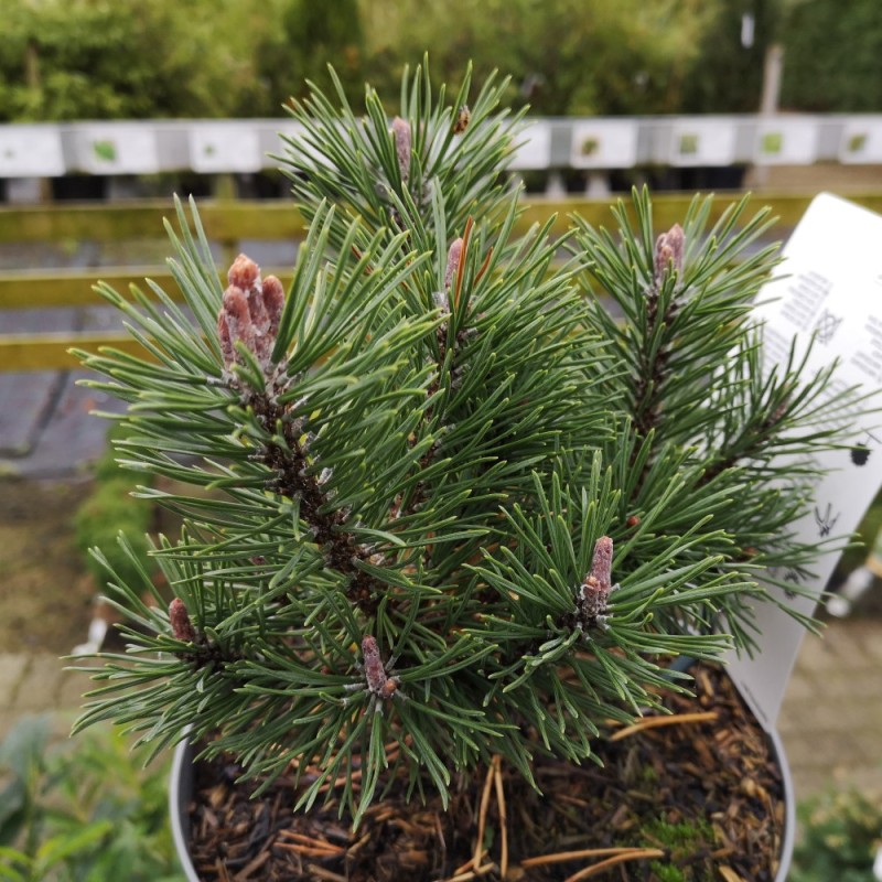 Pinus mugo Mops - Dværgfyr