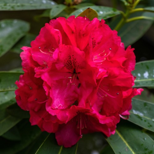 Rhododendron hybrid Wilgens Ruby 50-60 cm.
