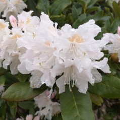 Rhododendron hybrid...