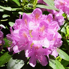Rhododendron hybrid...