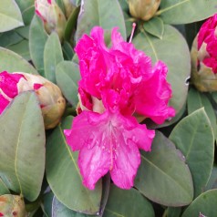 Rhododendron hybrid Germania 50-60 cm.