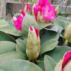 Rhododendron hybrid Germania 50-60 cm.