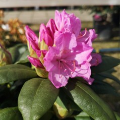 Rhododendron hybrid Roseum Elegans