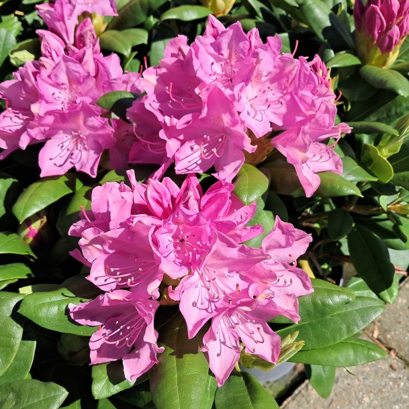 Rhododendron hybrid Roseum Elegans 50-60 cm.