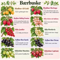 Bærpakke med 10 Frugtbuske...