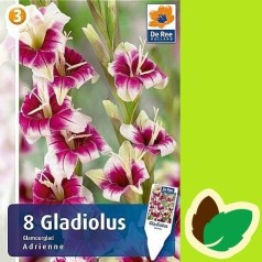 Gladiolus Adrienne - 8 Løg