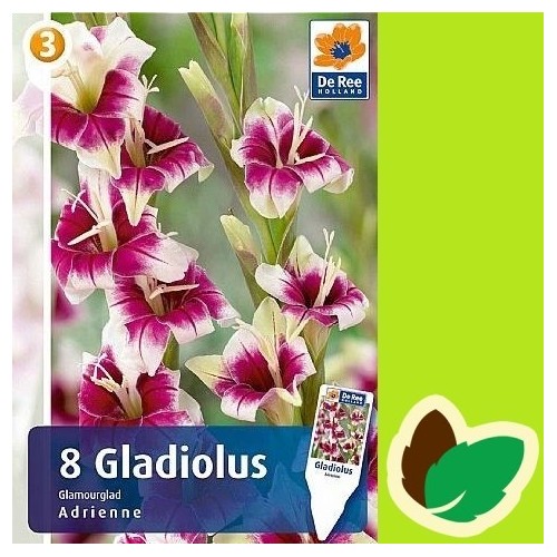 Gladiolus Adrienne - 8 Løg