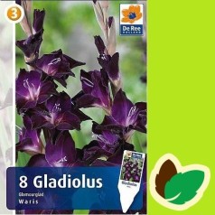 Gladiolus Waris - 8 Løg