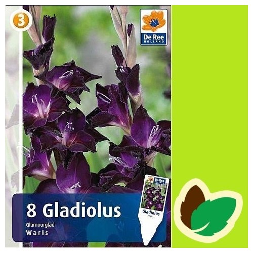 Gladiolus Waris - 8 Løg