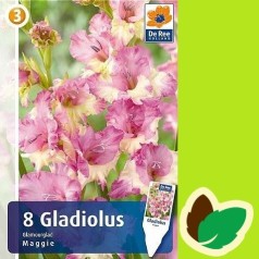 Gladiolus Maggie - 8 Løg