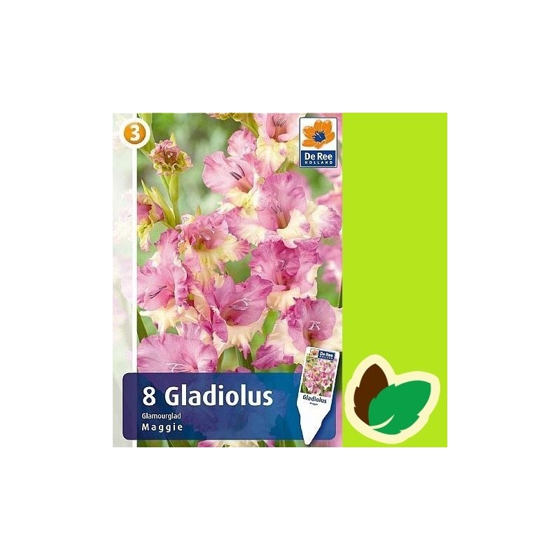 Gladiolus Maggie - 8 Løg