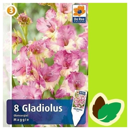 Gladiolus Maggie - 8 Løg