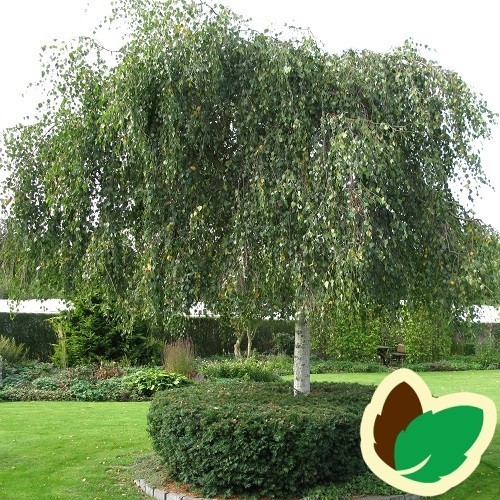 Betula pendula Youngii - Sørgebirk / 200-250 cm.