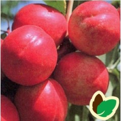 Nektarintræ Fantasia