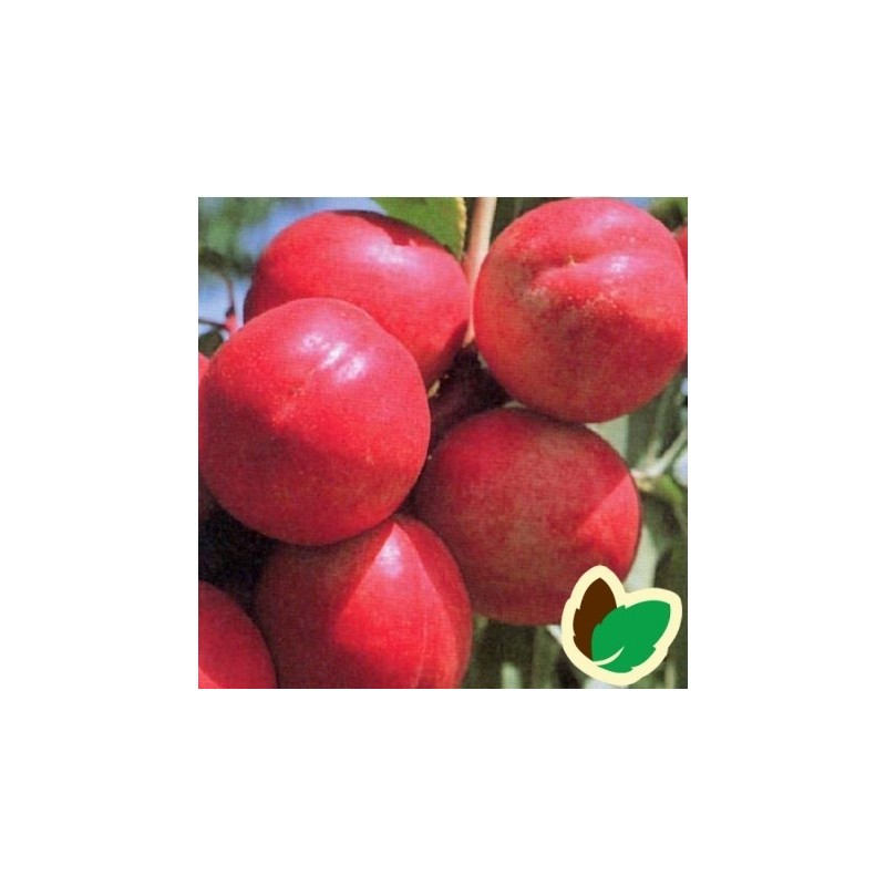 Nektarintræ Fantasia