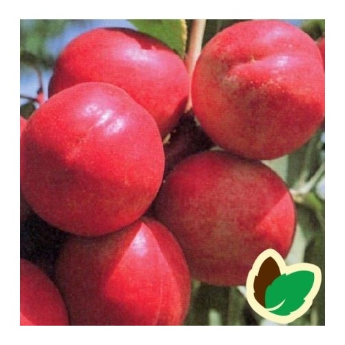 Nektarintræ Fantasia