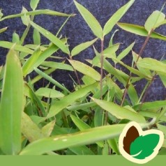 Bambus Trifina - Fargesia murielae Trifina