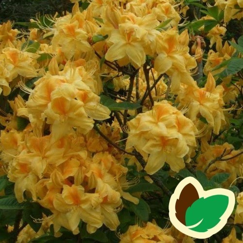 Rhododendron knaphill Sun Chariot - Haveazalea