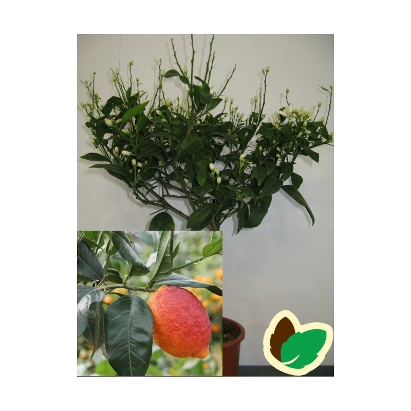 Citrontræ - Rosso Citrontræ - Rosso