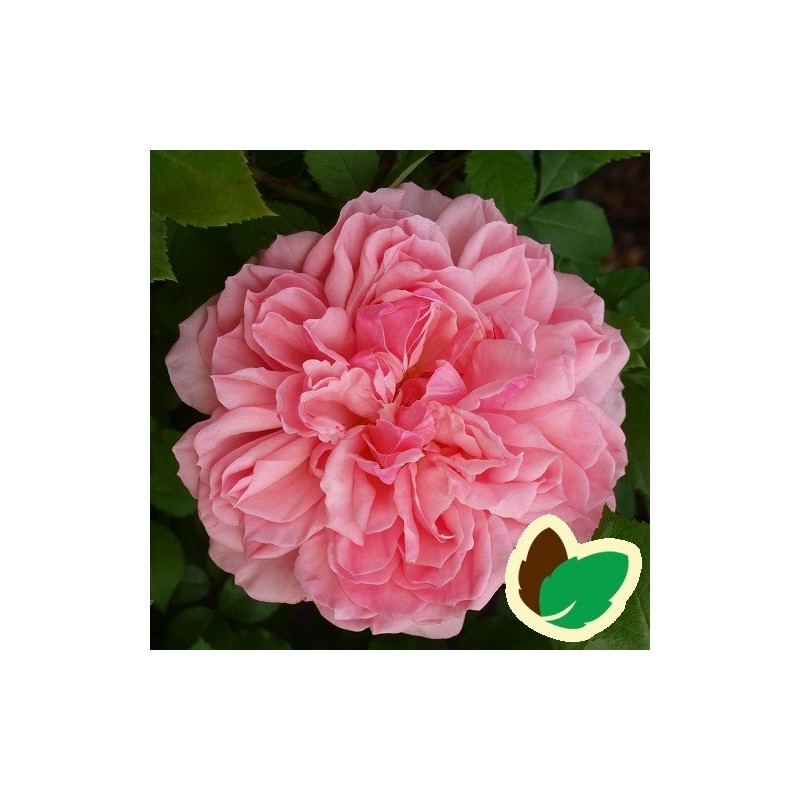 Rose Elysee - Slotsrose