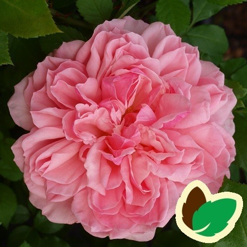 Rose Elysee - Slotsrose