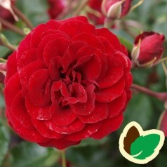 Rose Balmoral Palace - Palace Rose