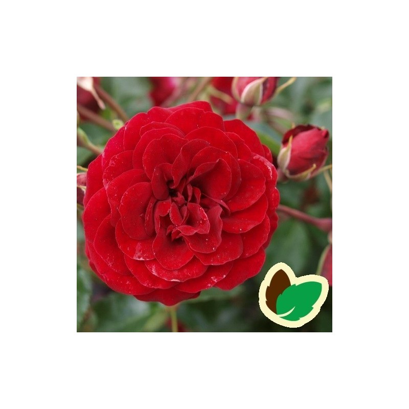 Rose Balmoral Palace - Palace Rose
