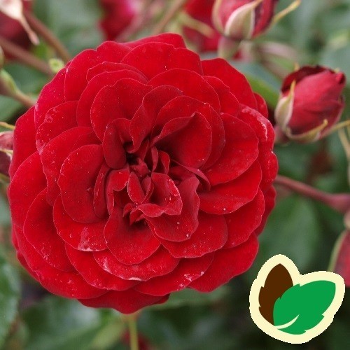 Rose Balmoral Palace - Palace Rose